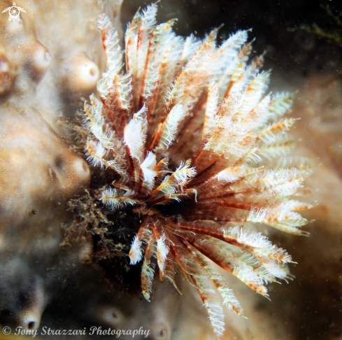 A Featherduster worm