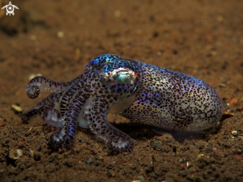 A bobtail squid 