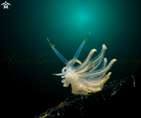 A nudibranch 