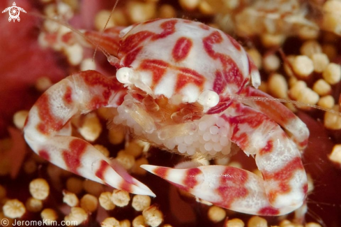 A Porcelain Crab