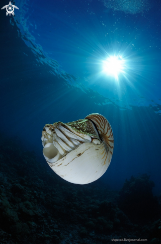 A Nautilus