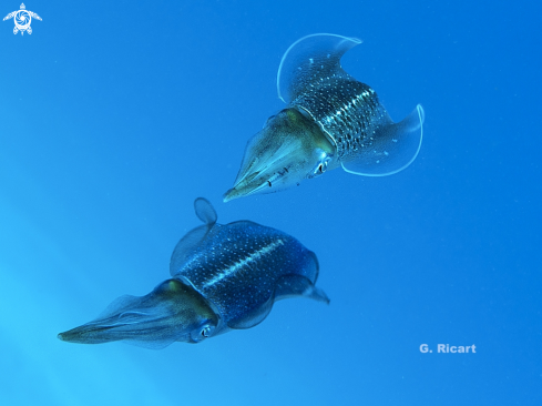 A Sepioteuthis sepioidea | Caribbean Reef Squid