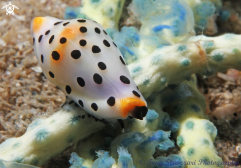 A Cuspivolva platysia | Platypus Cowry