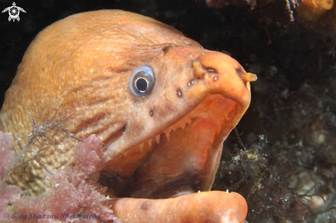 A Green moray