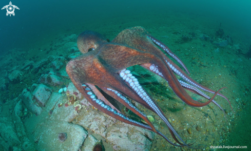 A Octopus