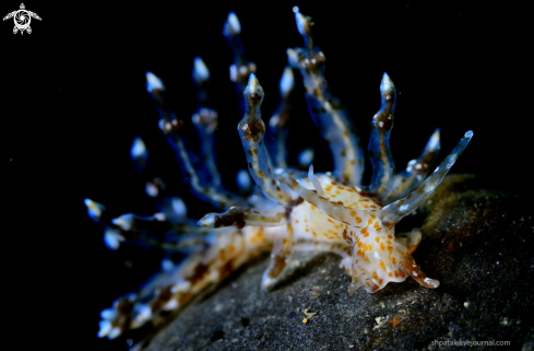 A Nudibranch