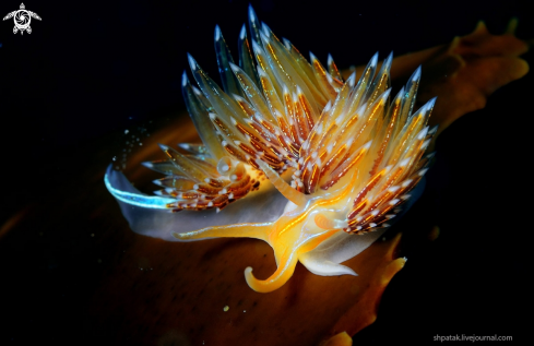 A Nudibranch