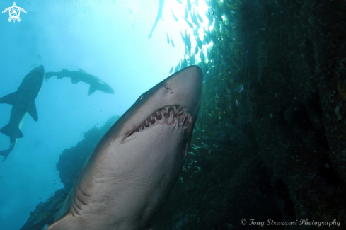 A Grey nurse shark