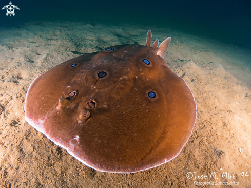 A Torpedo Marmorata