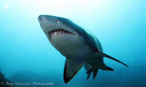 A Carcharias taurus | Grey nurse shark
