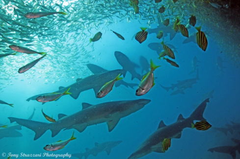 A Carcharias taurus | Grey nurse sharks