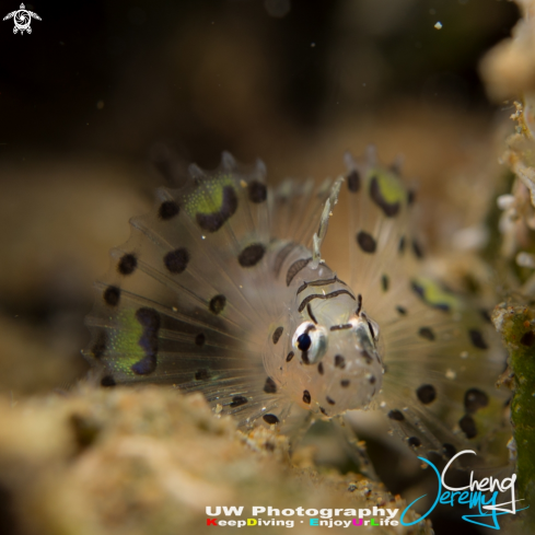 A Red Lion Fish