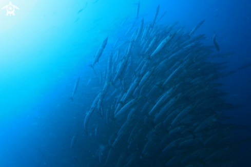 A Barracuda