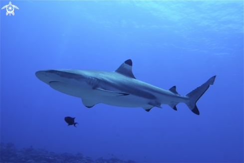 A Black point reef shark