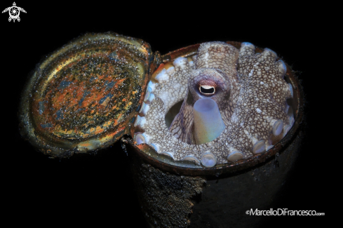 A amphioctopus marginatus | Coconut octopus