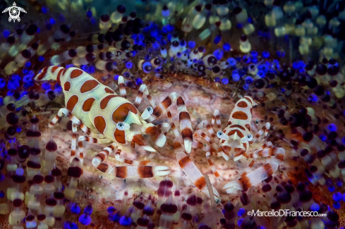 A Periclimenes colemani | Coleman Shrimp