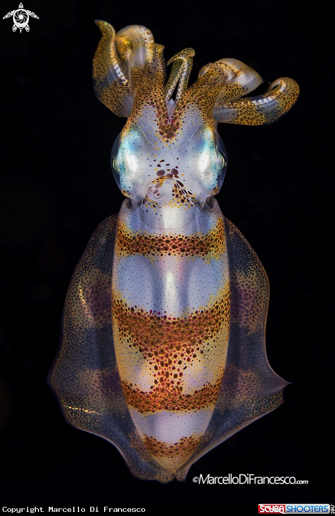 A Big fin reef squid