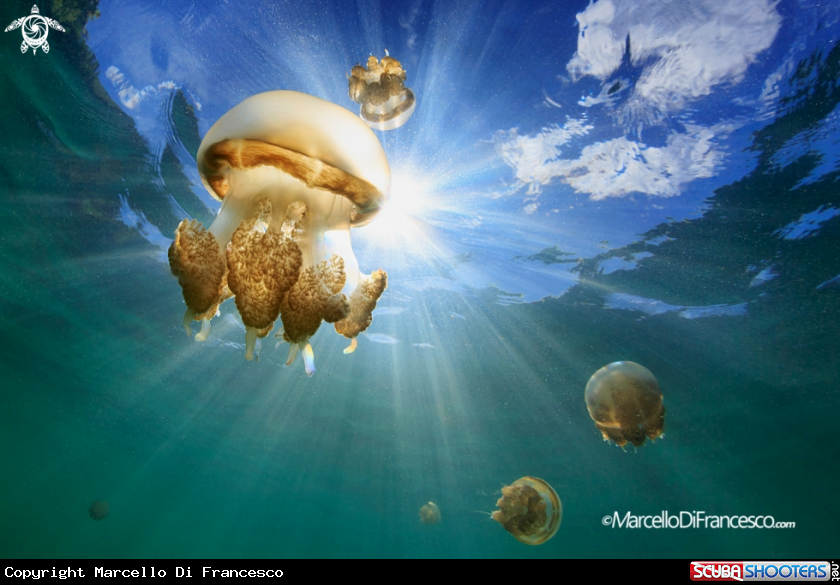 A golden jellyfish
