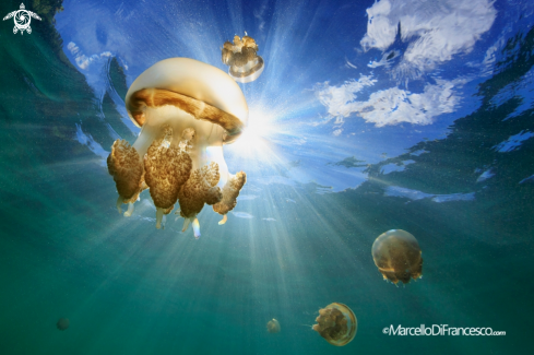 A Mastigias | golden jellyfish