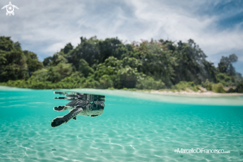 A Chelonia mydas | green sea turtle