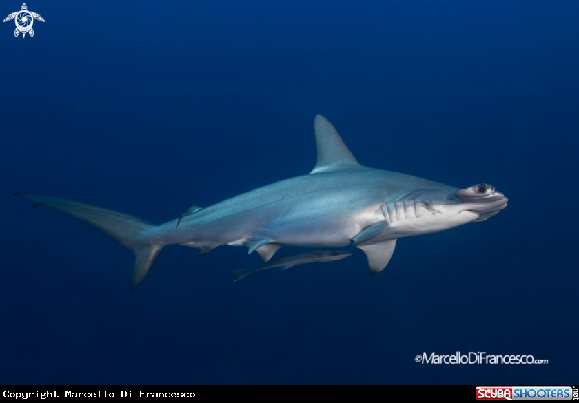 A Hammerhead Shark - Squalo Martello smerlato
