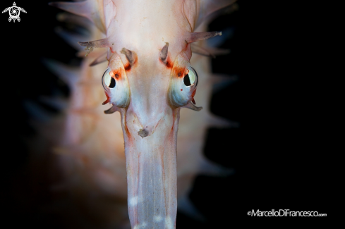 A thorny seahorse