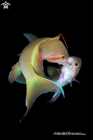 A Anthias