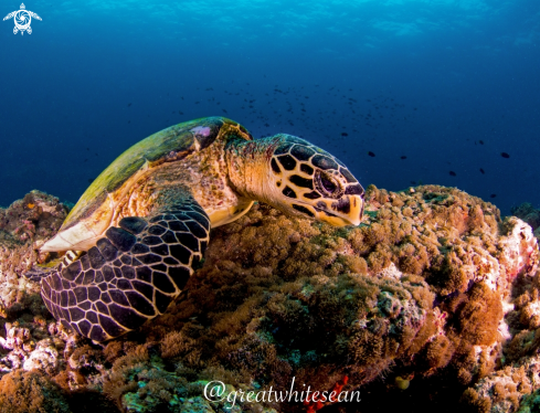 A Hawksbill Turtle