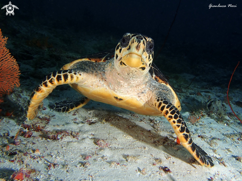 A Eretmochelys imbricata | Sea turtle