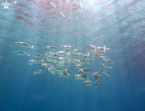 A Bigmouth Mackerel