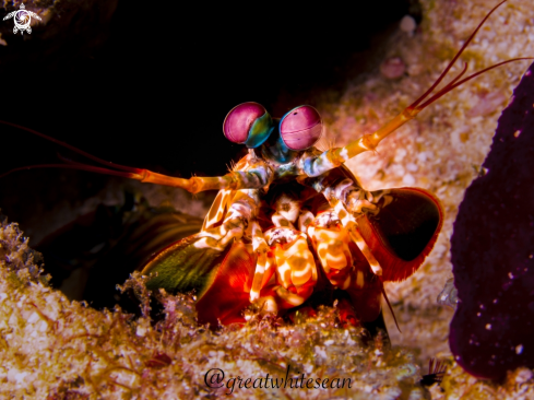 A Odontodactylus scyllarus | Peacock Mantis Shrimp