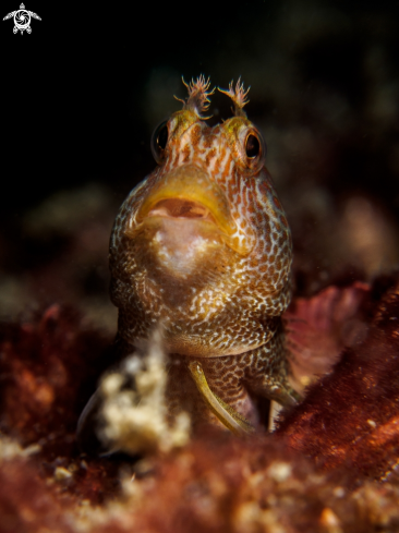 A Parablennius sp. | Blenny