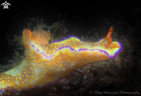 A Purple-lined Ceratosoma