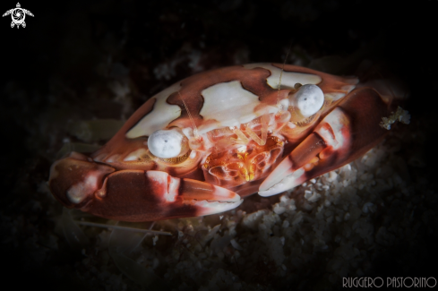 A Swimming crab