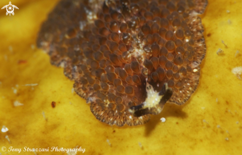 A Beaded Flatworm