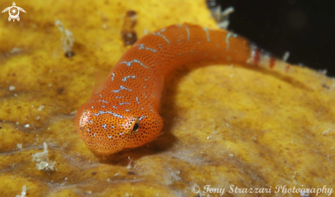 A Cleaner Clingfish