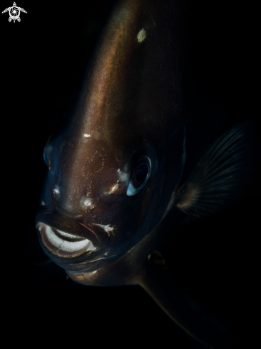 A Longfin Batfish