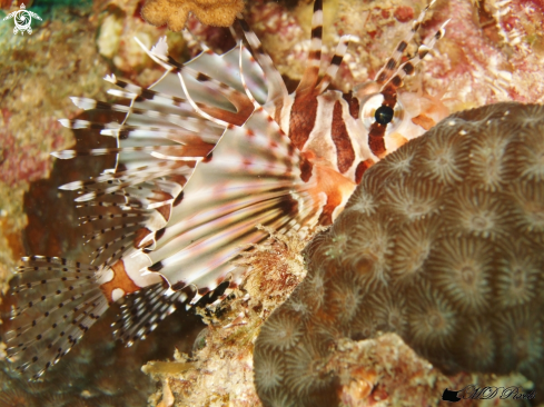 A Zebra Lionfish