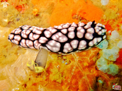 A Phyllidiopsis krempfi | krempf's Phyllidiopsis