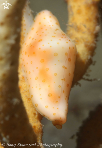 A Draper's Egg Cowry