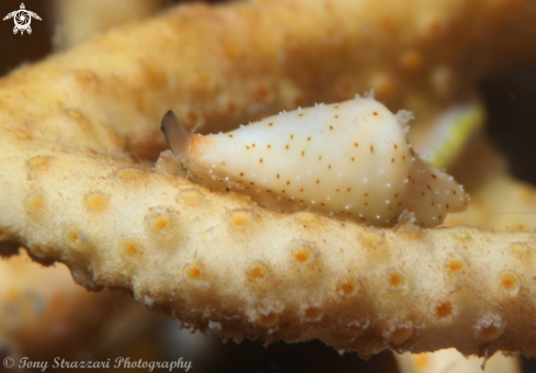 A Cuspis Egg Cowry