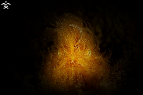 A hairy frogfish