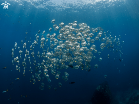 A Platax teira | Longfin Batfish