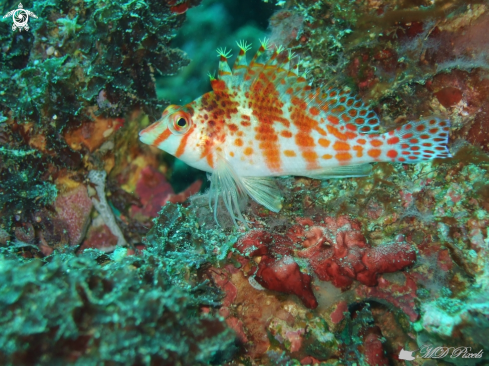 A Cirrhitichthys falco | Dwarf hawkfish