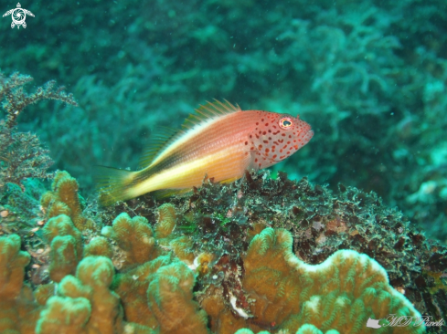 A Paracirrhites forsteri | Freckled Hawkfish