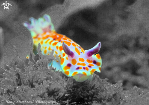 A Ceratosoma amoenum | Sweet Ceratosoma