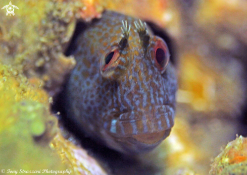 A Parablennius intermedius | Horned blenny