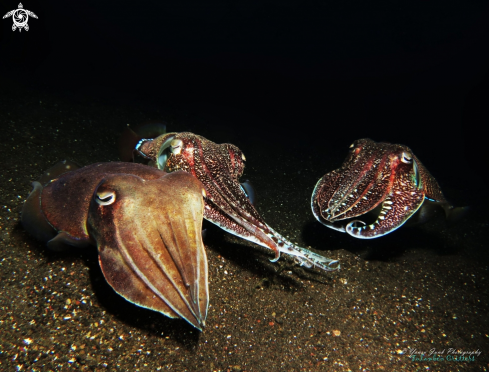 A Cuttle Fish