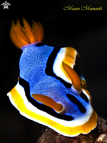 A Nudibranch chromodoris