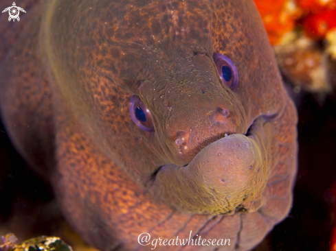 A Giant Moray Eel